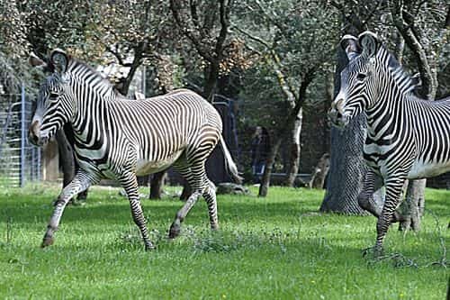 parc-zoologique-montpellier-gite-chambres-hotes